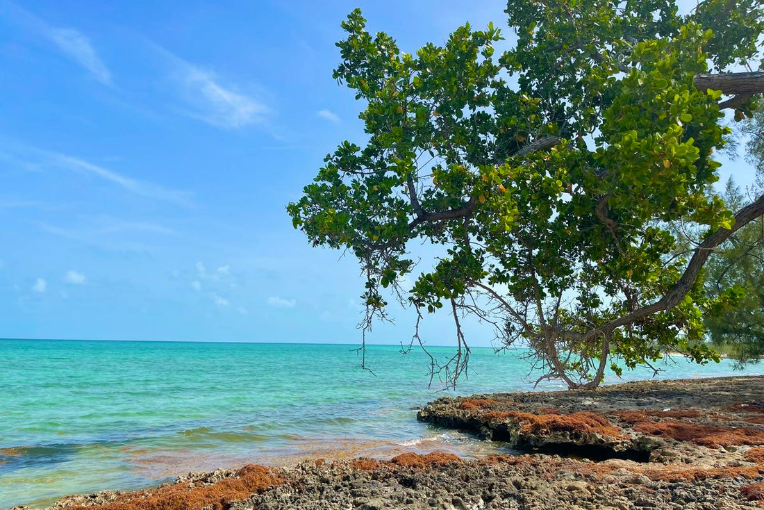 inspiration for Pura Vida