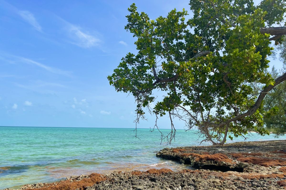 inspiration for Pura Vida